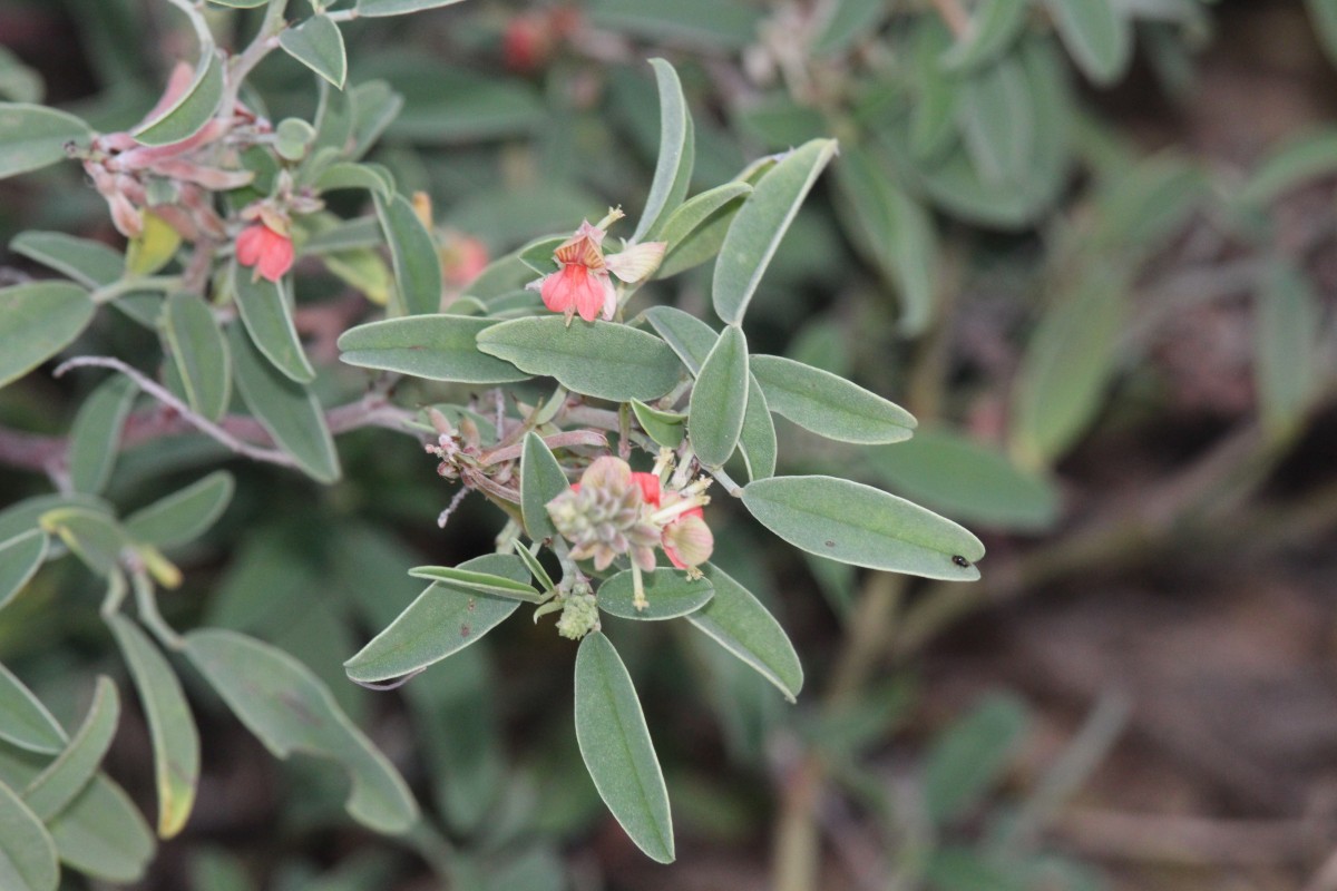 Indigofera oblongifolia Forssk.